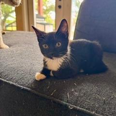 Wasabi, Adoptable, Kitten Male Domestic Short Hair.