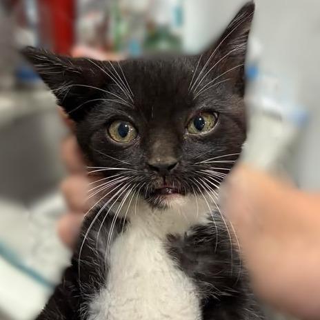 Enlarge Wasabi, a Adoptable Domestic Short Hair in Buchanan Dam, TX image 2/2