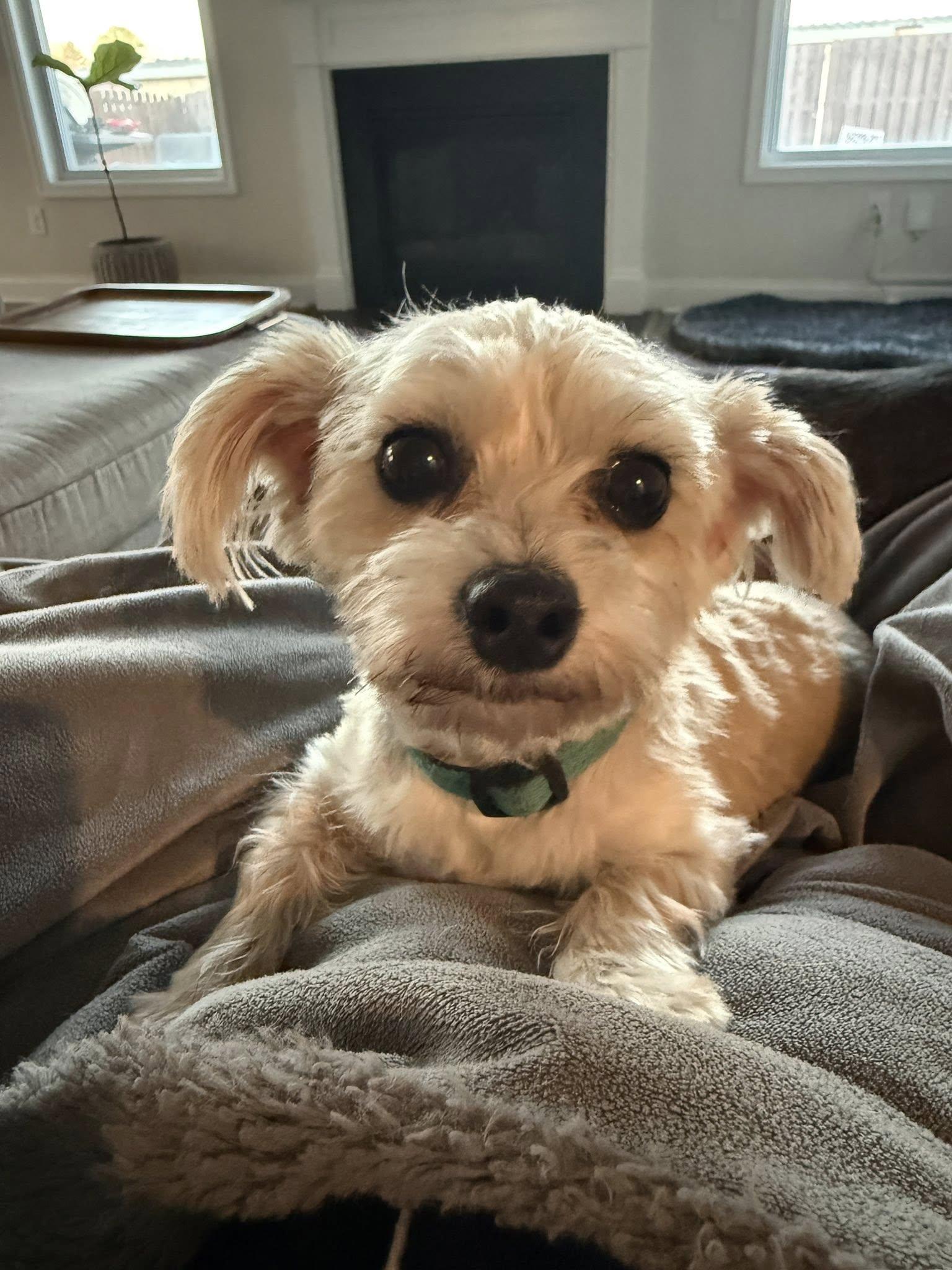 Enlarge Teddy, a Adopted Yorkshire Terrier in Greenville, SC image 1/3