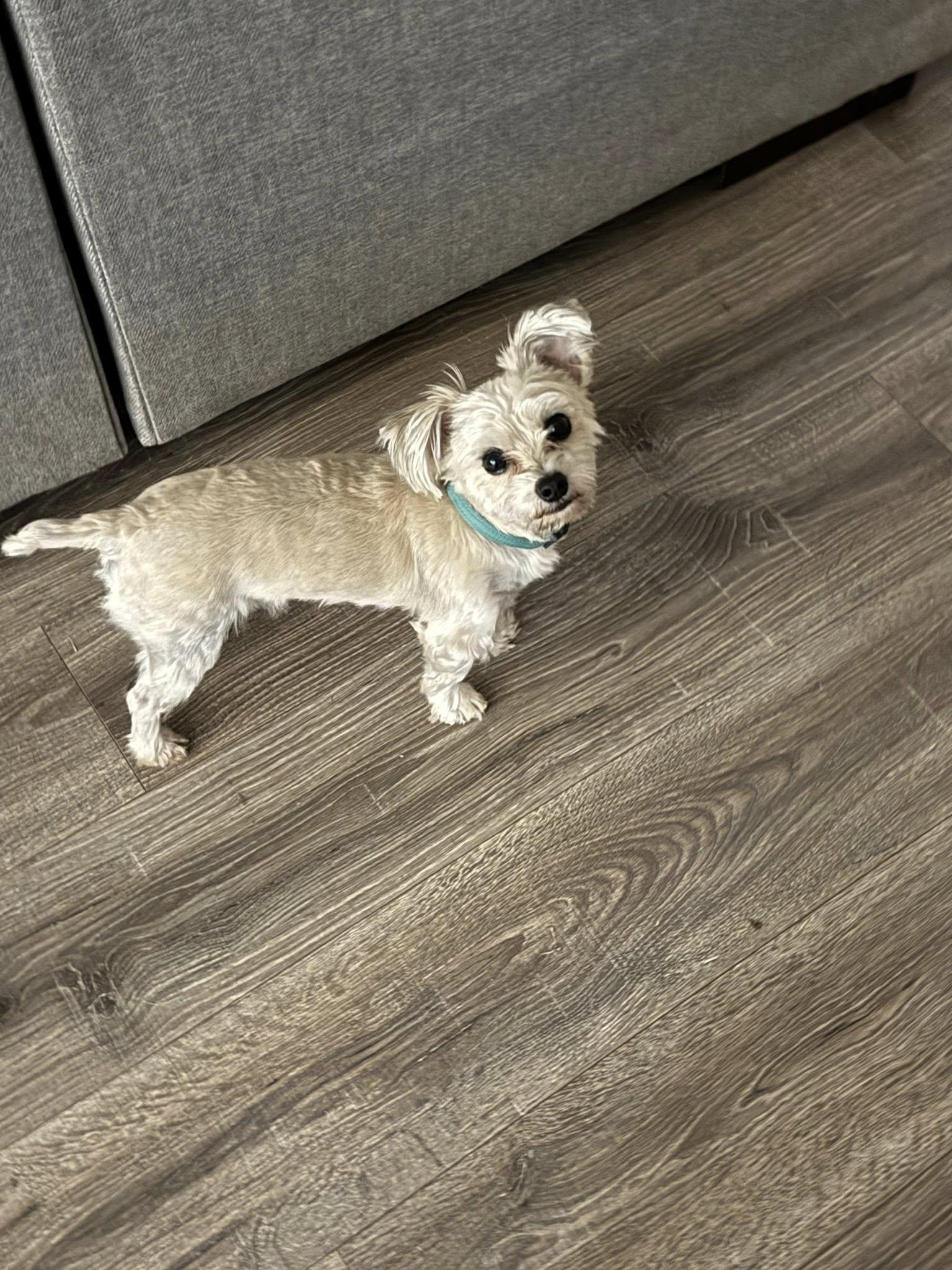 Enlarge Teddy, a Adopted Yorkshire Terrier in Greenville, SC image 2/3