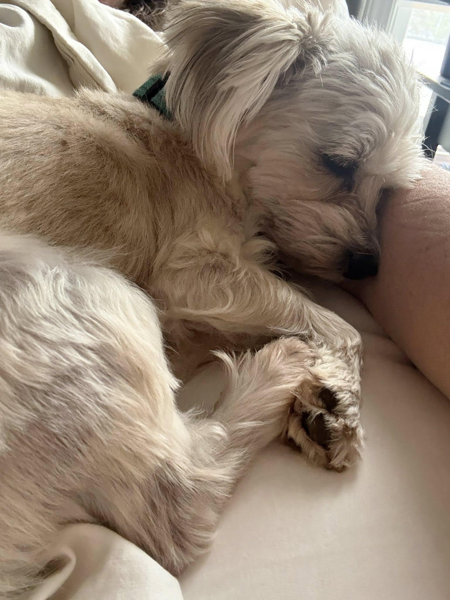 Enlarge Teddy, a Adopted Yorkshire Terrier in Greenville, SC image 3/3