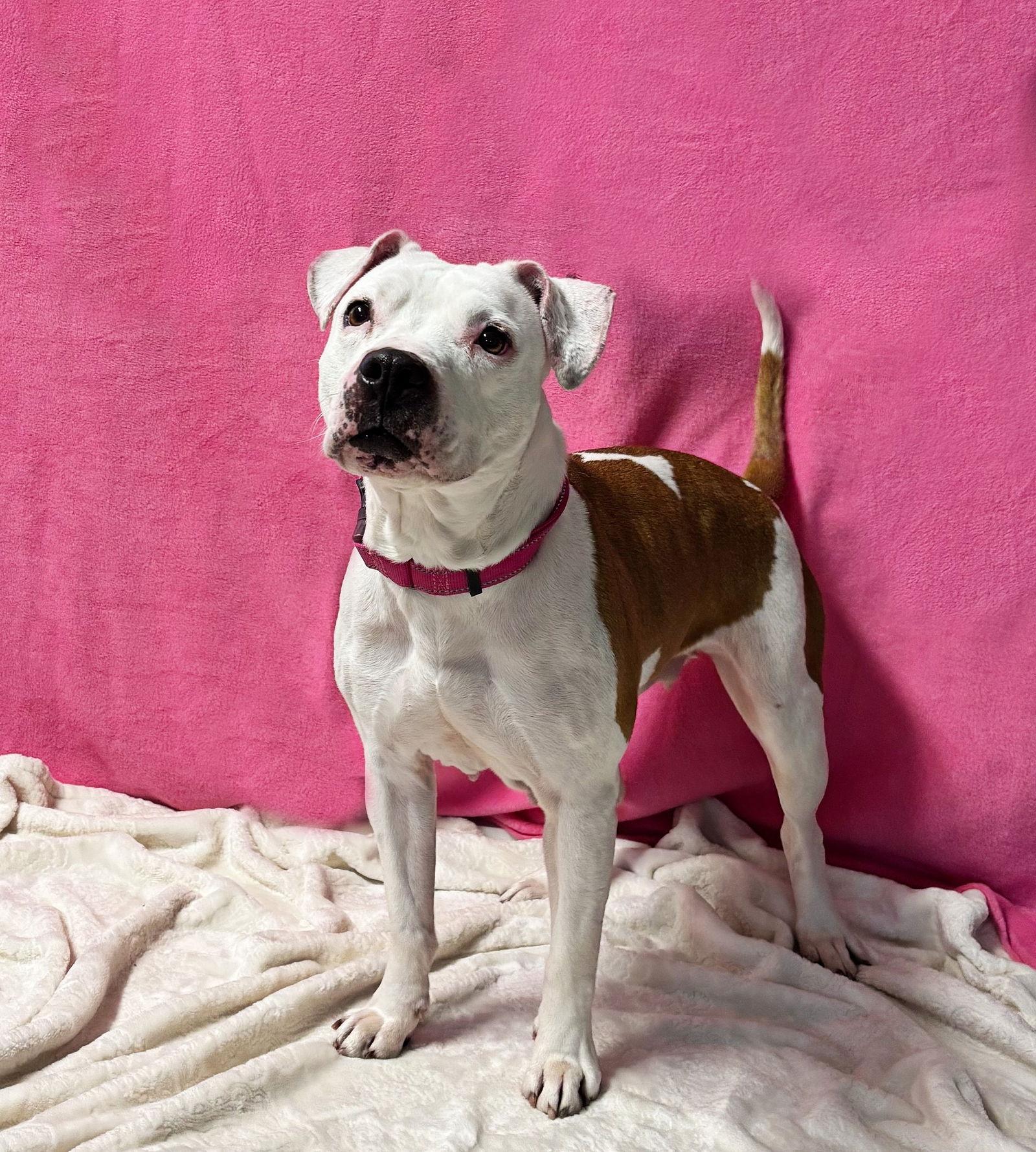 Enlarge Angel, a Adoptable Pit Bull Terrier in Spring Lake, NJ image 1/2