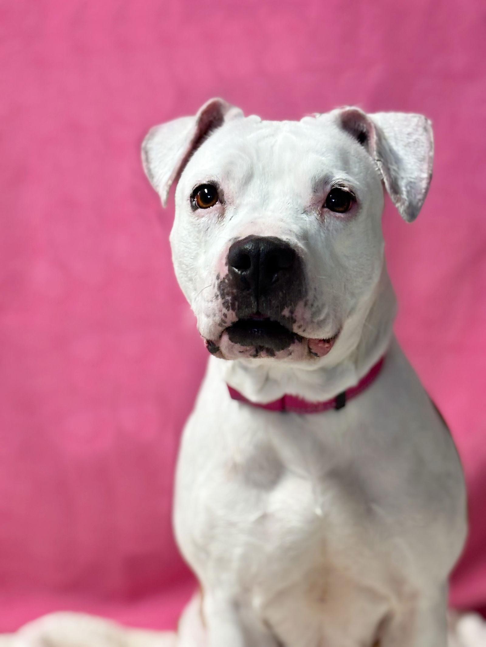 Enlarge Angel, a Adoptable Pit Bull Terrier in Spring Lake, NJ image 2/2