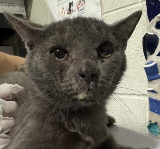 Enlarge FUNGI, a Adoptable Domestic Short Hair in Pensacola, FL image 1/1