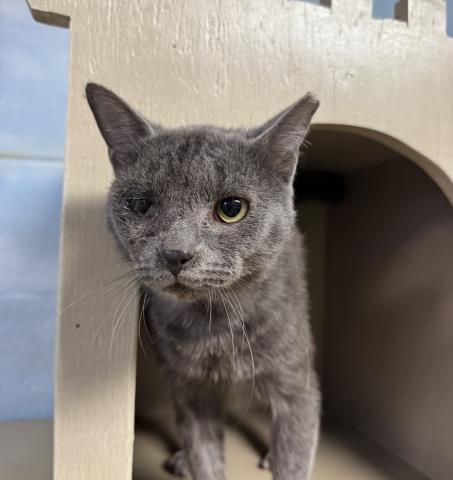 FUNGI, Adoptable, Adult Male Domestic Short Hair.