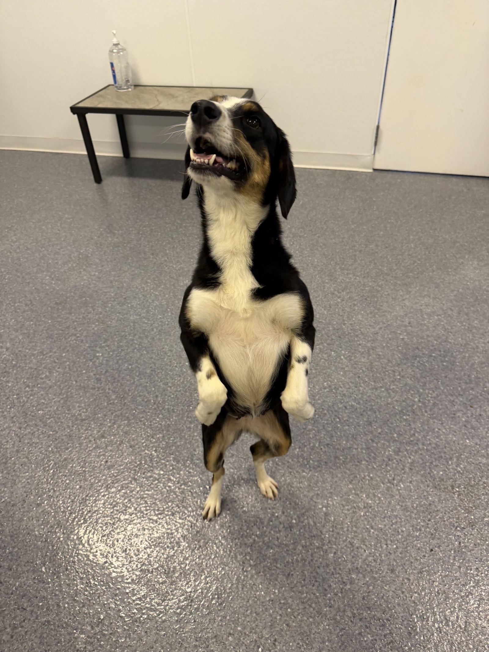 Enlarge Shae, a Adoptable Australian Cattle Dog / Blue Heeler in Steeleville, IL image 1/3