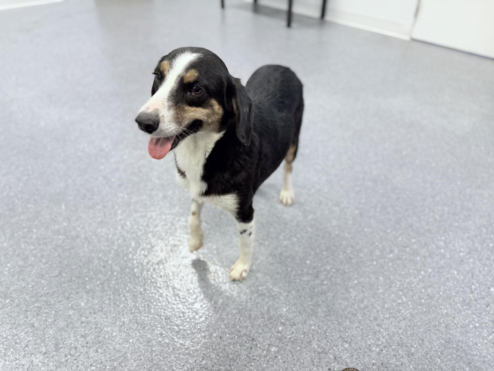 Enlarge Shae, a Adoptable Australian Cattle Dog / Blue Heeler in Steeleville, IL image 2/3