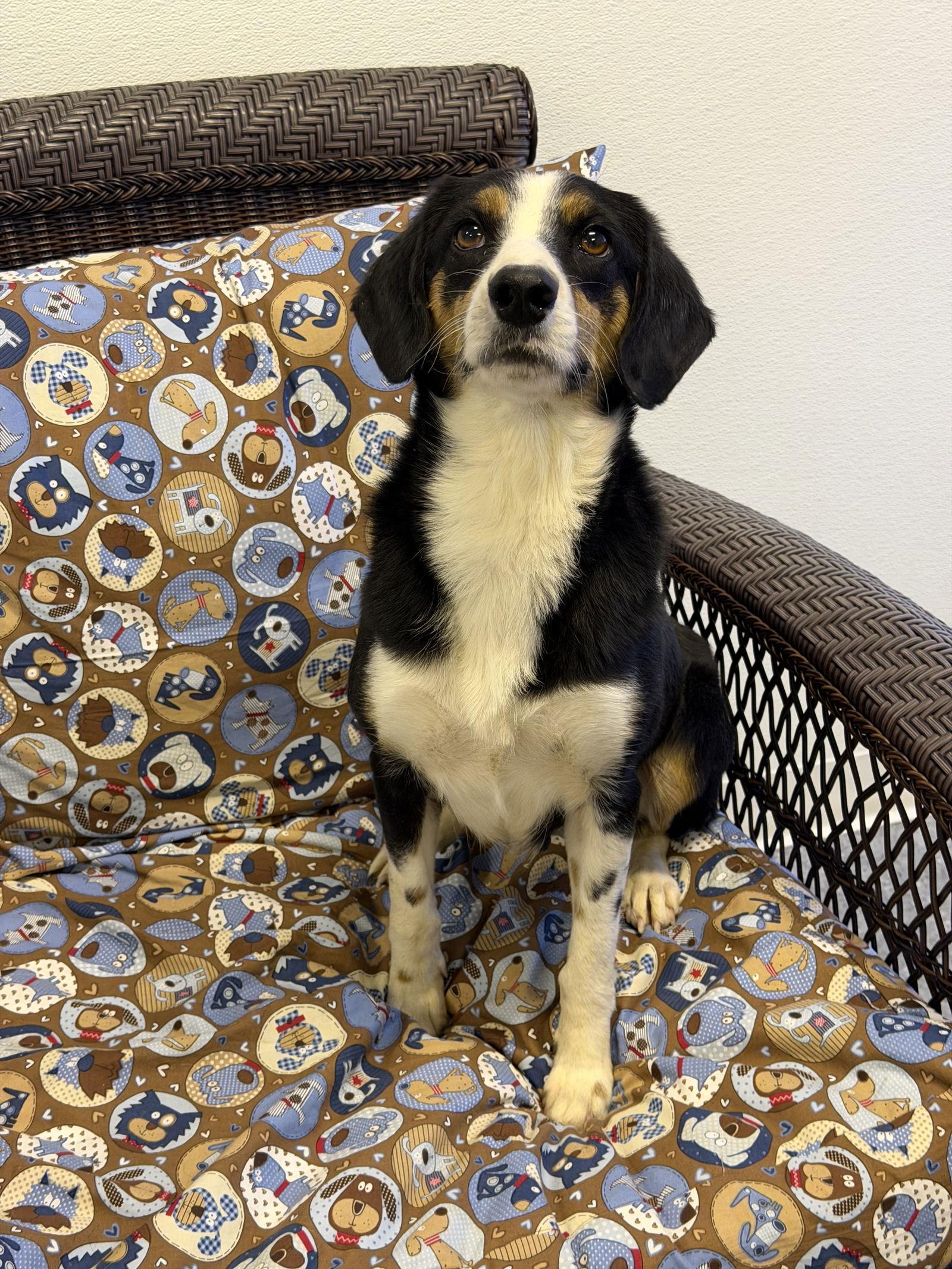 Enlarge Shae, a Adoptable Australian Cattle Dog / Blue Heeler in Steeleville, IL image 3/3