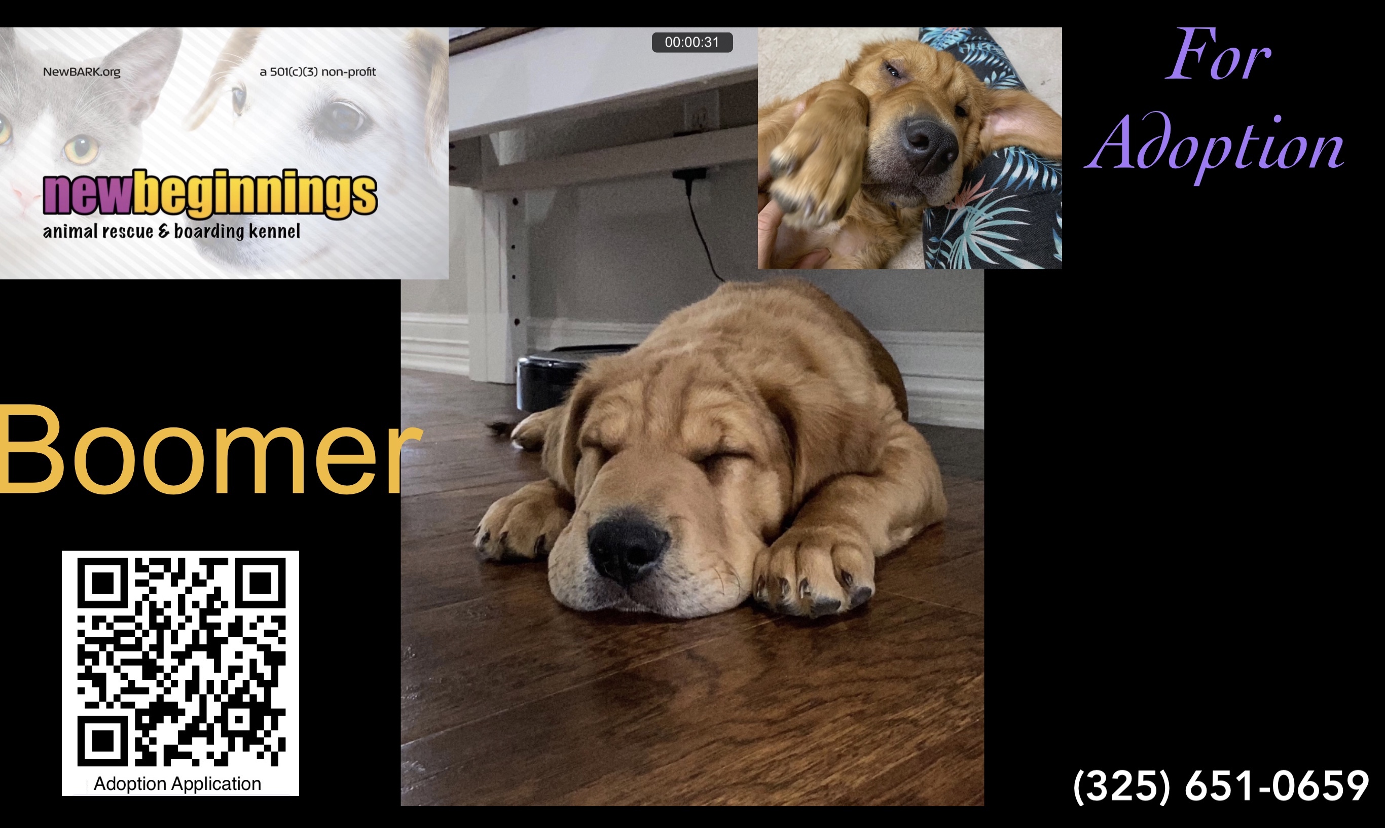 Enlarge Boomer, a Adoptable mixed breed in San Angelo, TX image 1/2