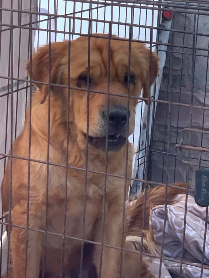 Enlarge Boomer, a Adoptable mixed breed in San Angelo, TX image 2/2