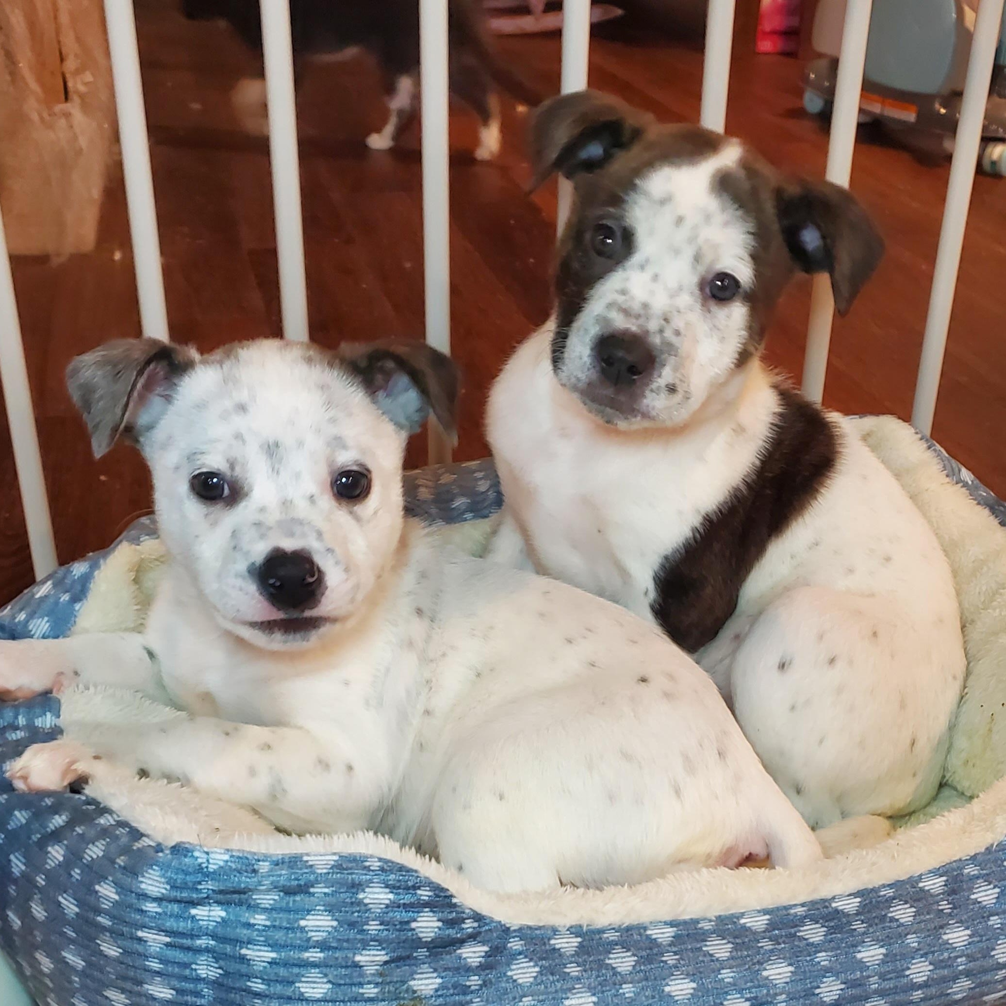 Enlarge Mike , a Adoptable mixed breed in Blairstown, NJ image 5/6