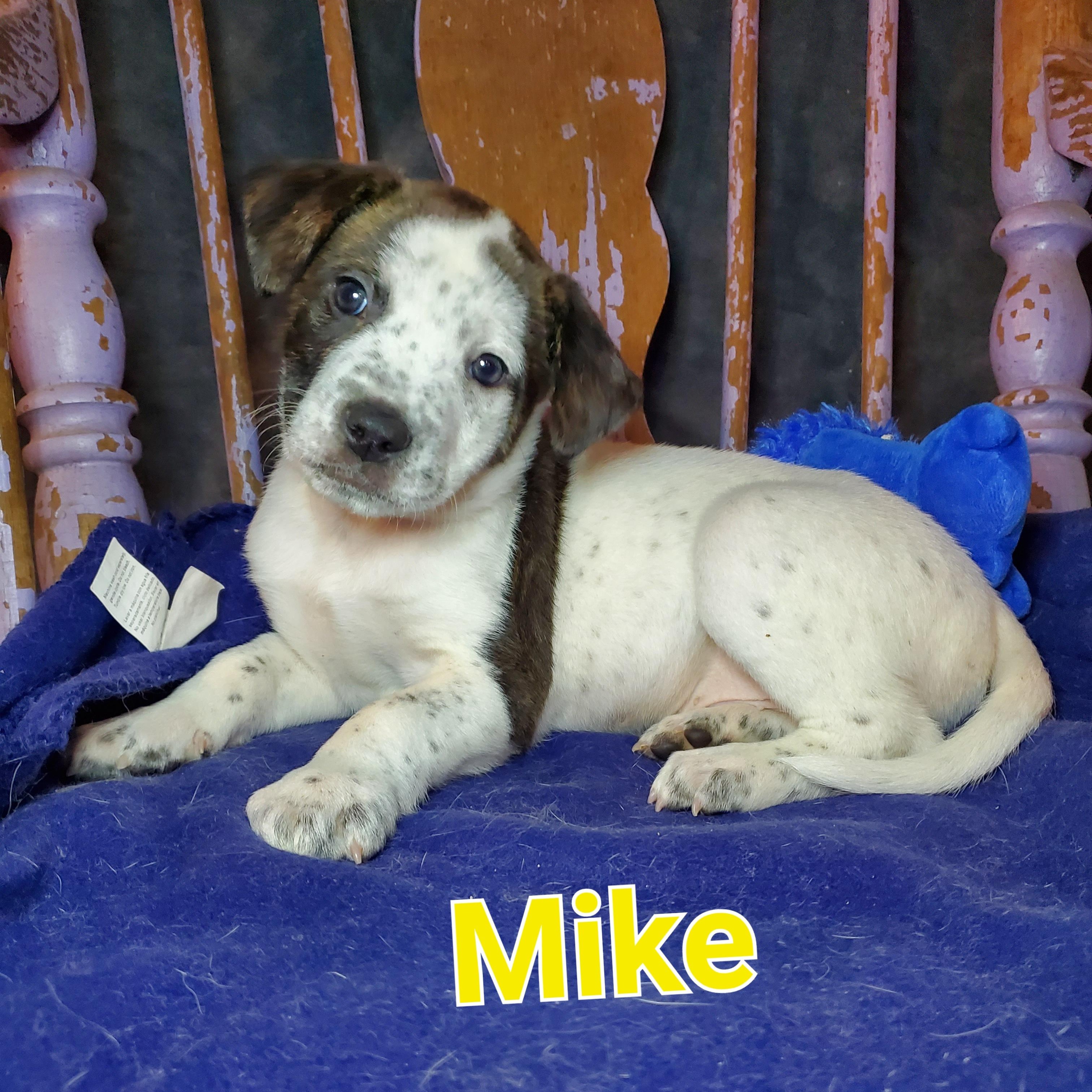 Enlarge Mike , a Adoptable mixed breed in Blairstown, NJ image 1/6