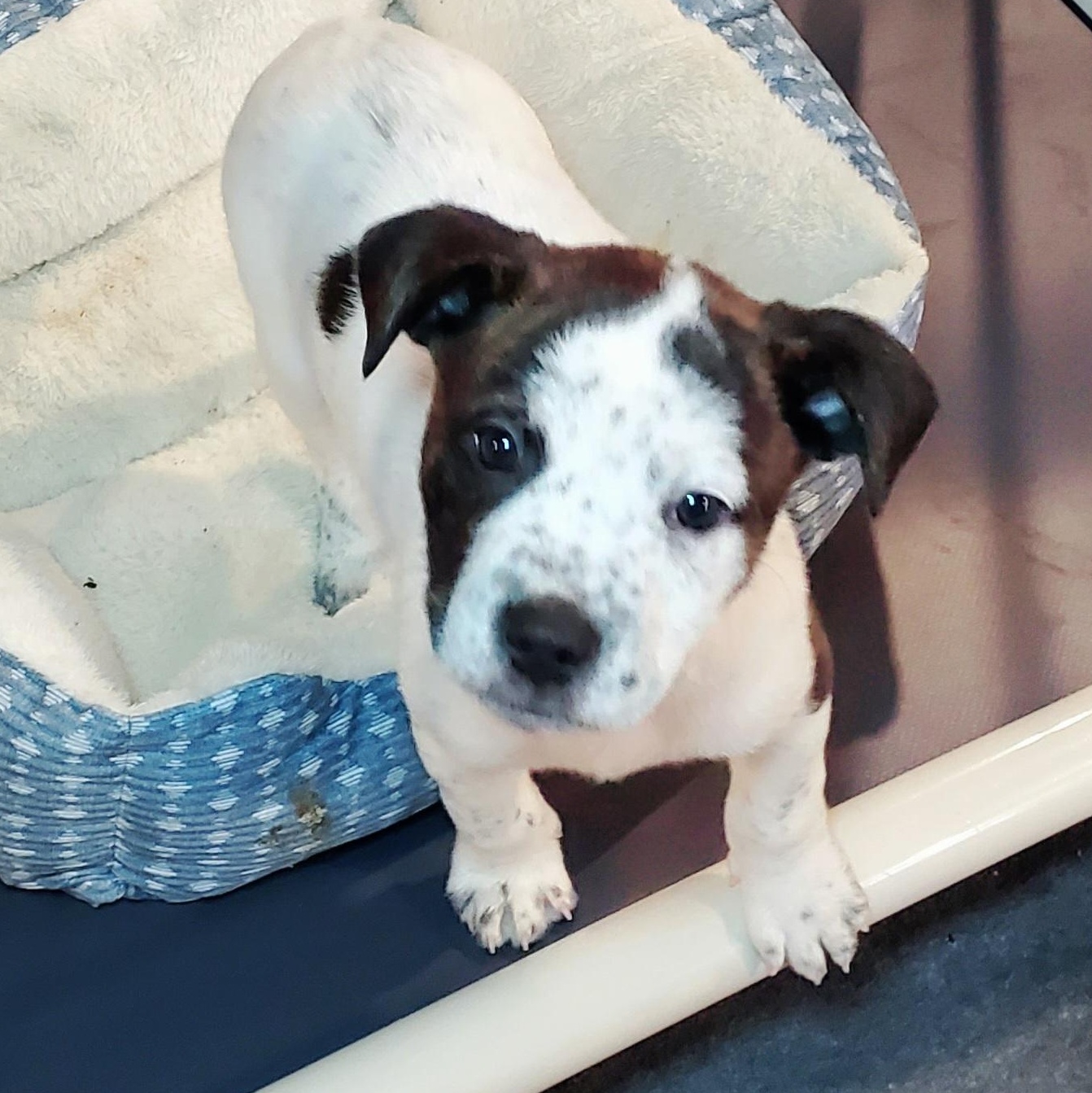 Enlarge Mike , a Adoptable mixed breed in Blairstown, NJ image 4/6