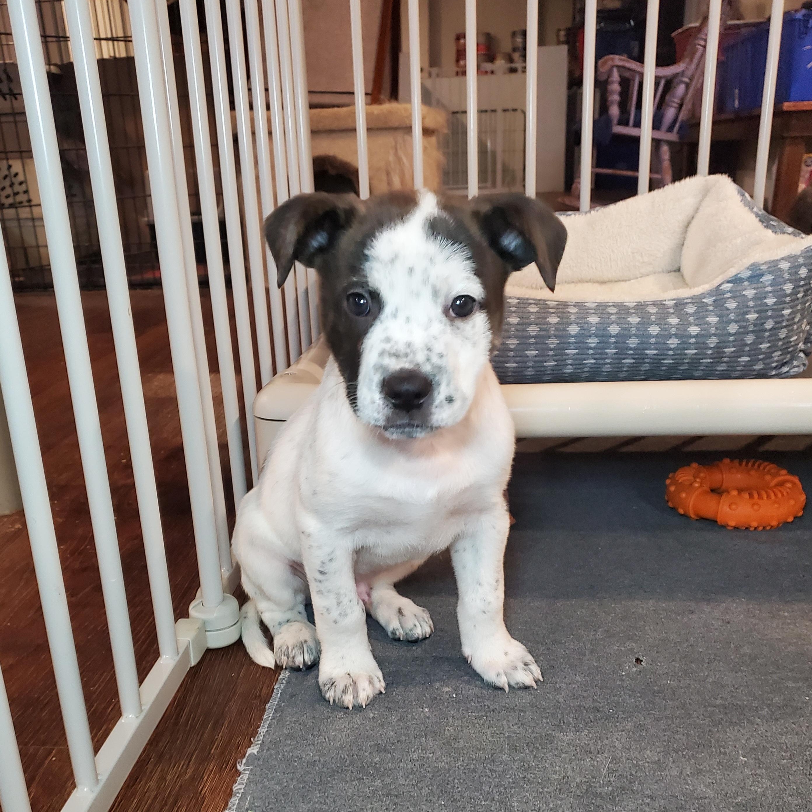 Enlarge Mike , a Adoptable mixed breed in Blairstown, NJ image 3/6