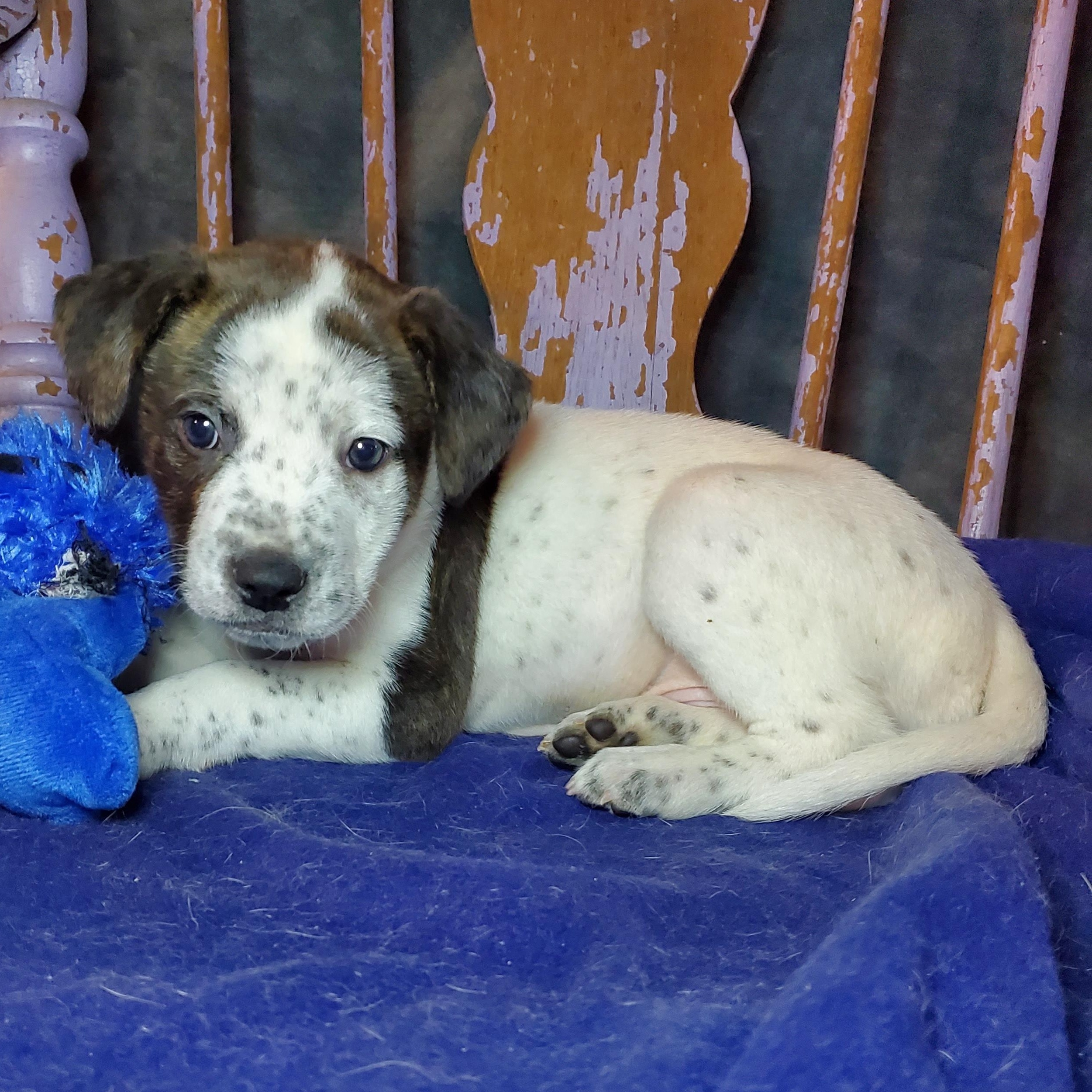 Enlarge Mike , a Adoptable mixed breed in Blairstown, NJ image 2/6