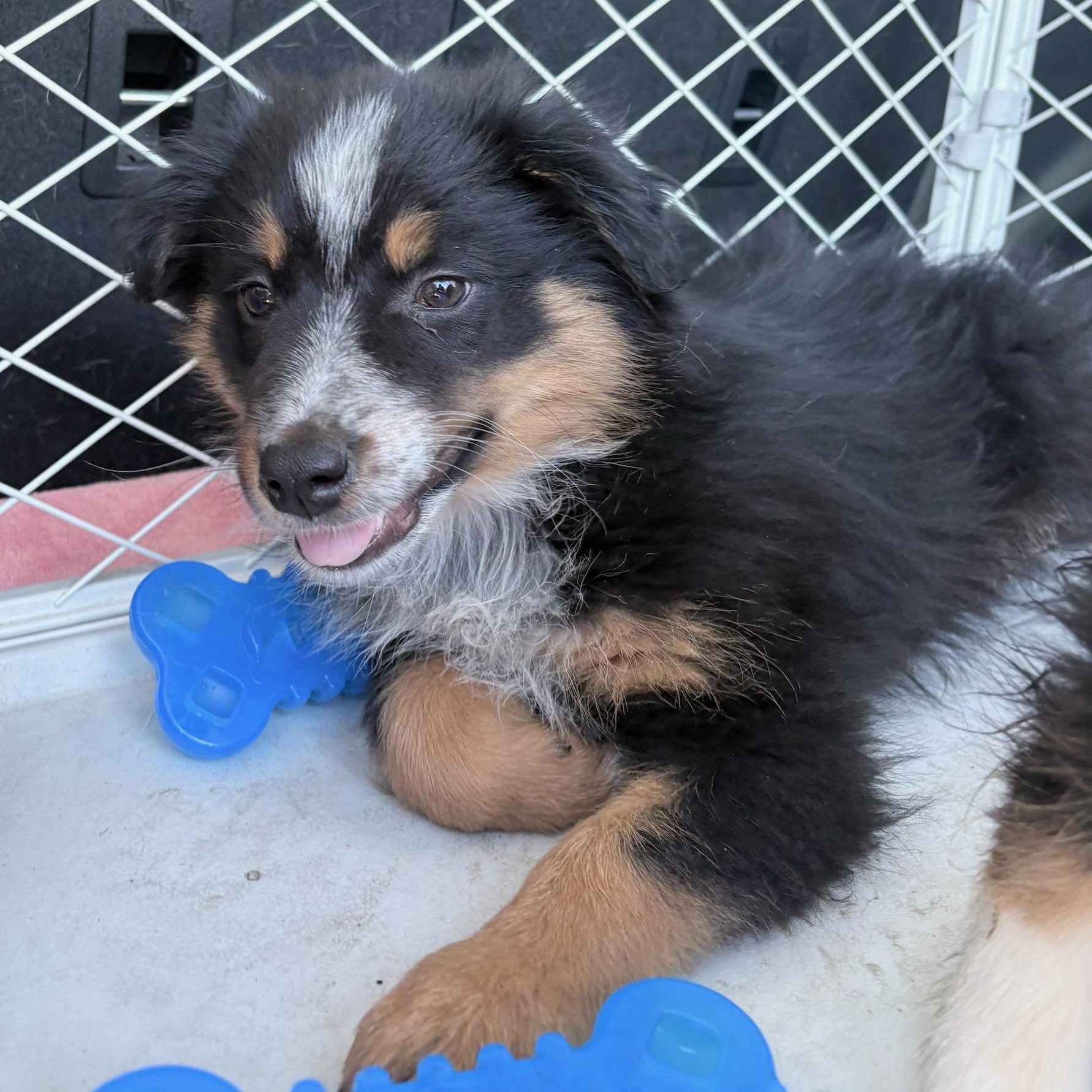 Sam, adopted, Puppy Female Australian Shepherd.