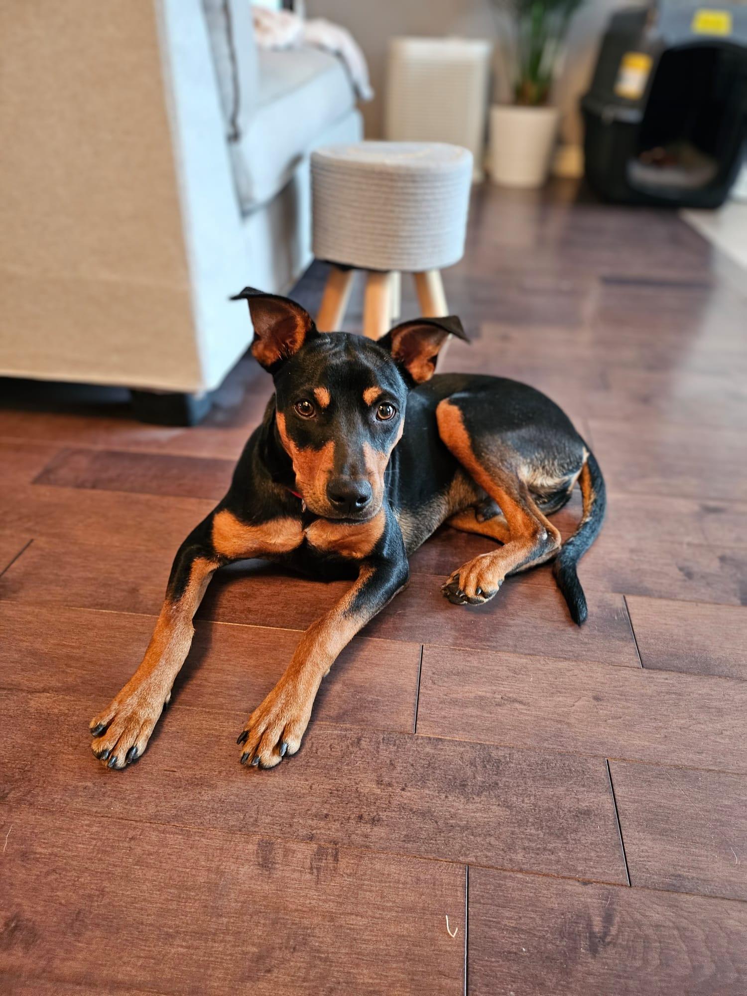 Enlarge Taylor (25 lbs), a ADOPTABLE Mixed Breed in Mississauga, ON image 6/6