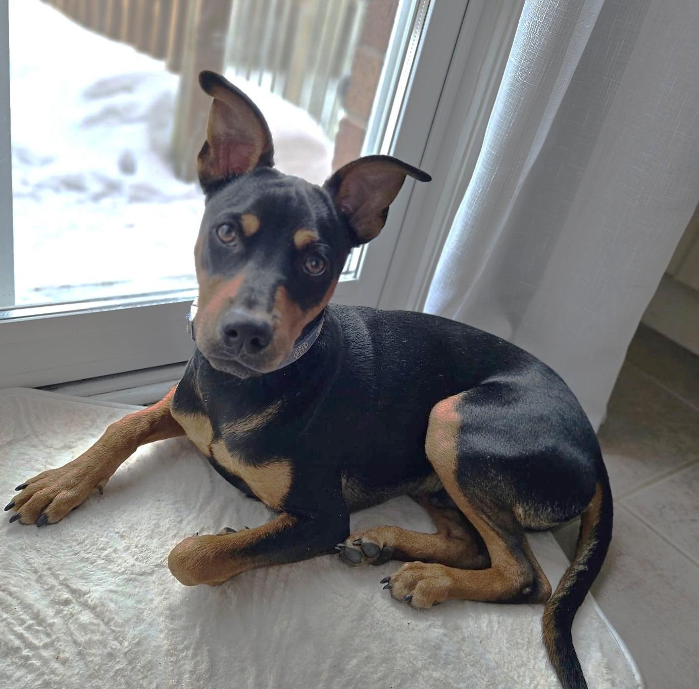 Enlarge Taylor (25 lbs), a ADOPTABLE Mixed Breed in Mississauga, ON image 4/6