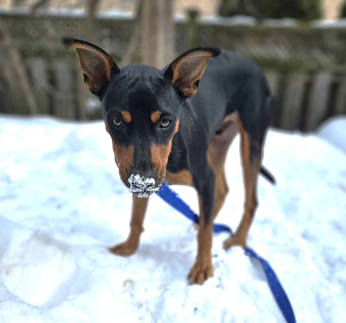 Enlarge Taylor (25 lbs), a ADOPTABLE Mixed Breed in Mississauga, ON image 5/6