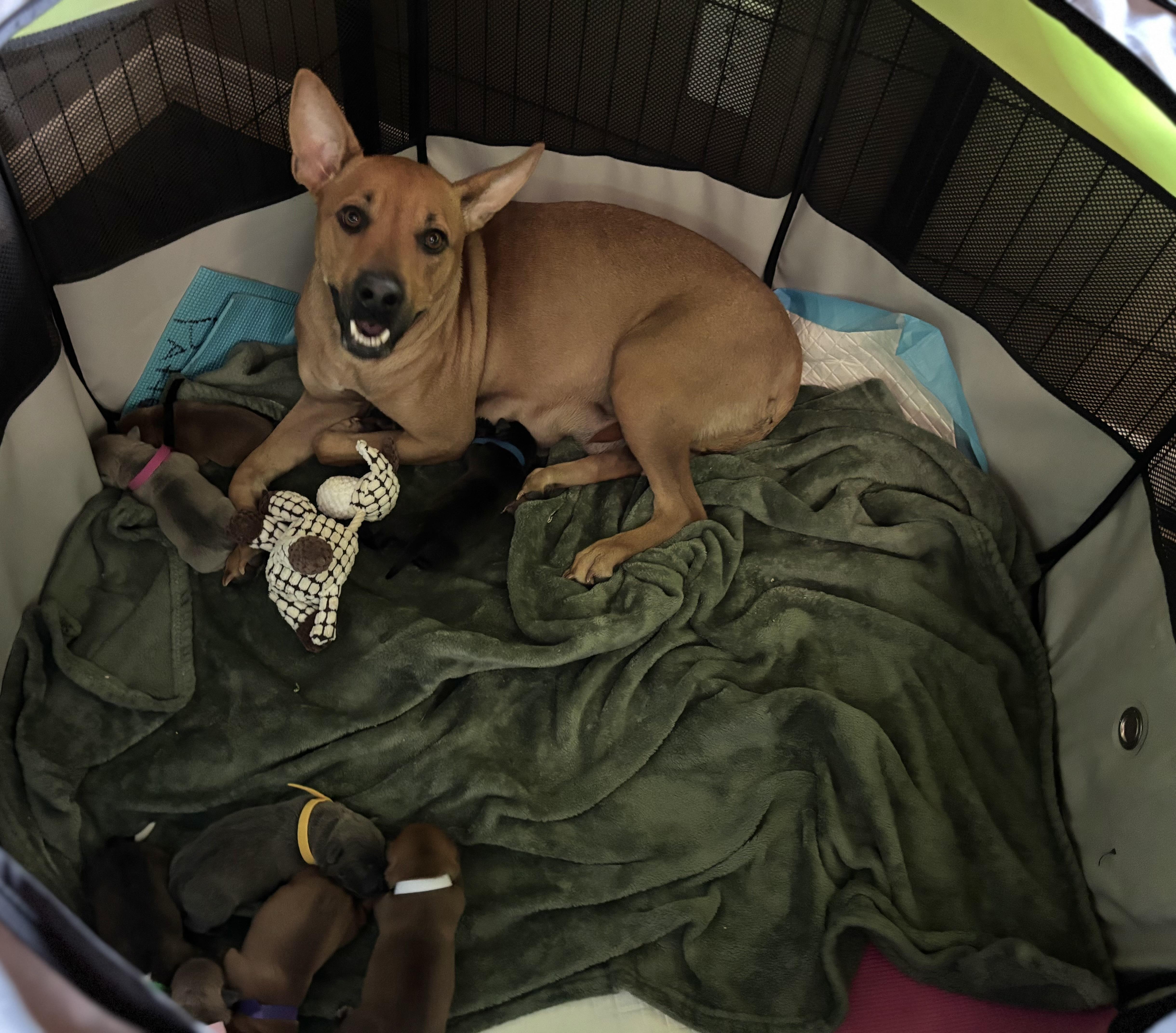 Enlarge Aaden, a Adoptable mixed breed in Phoenix, AZ image 2/4