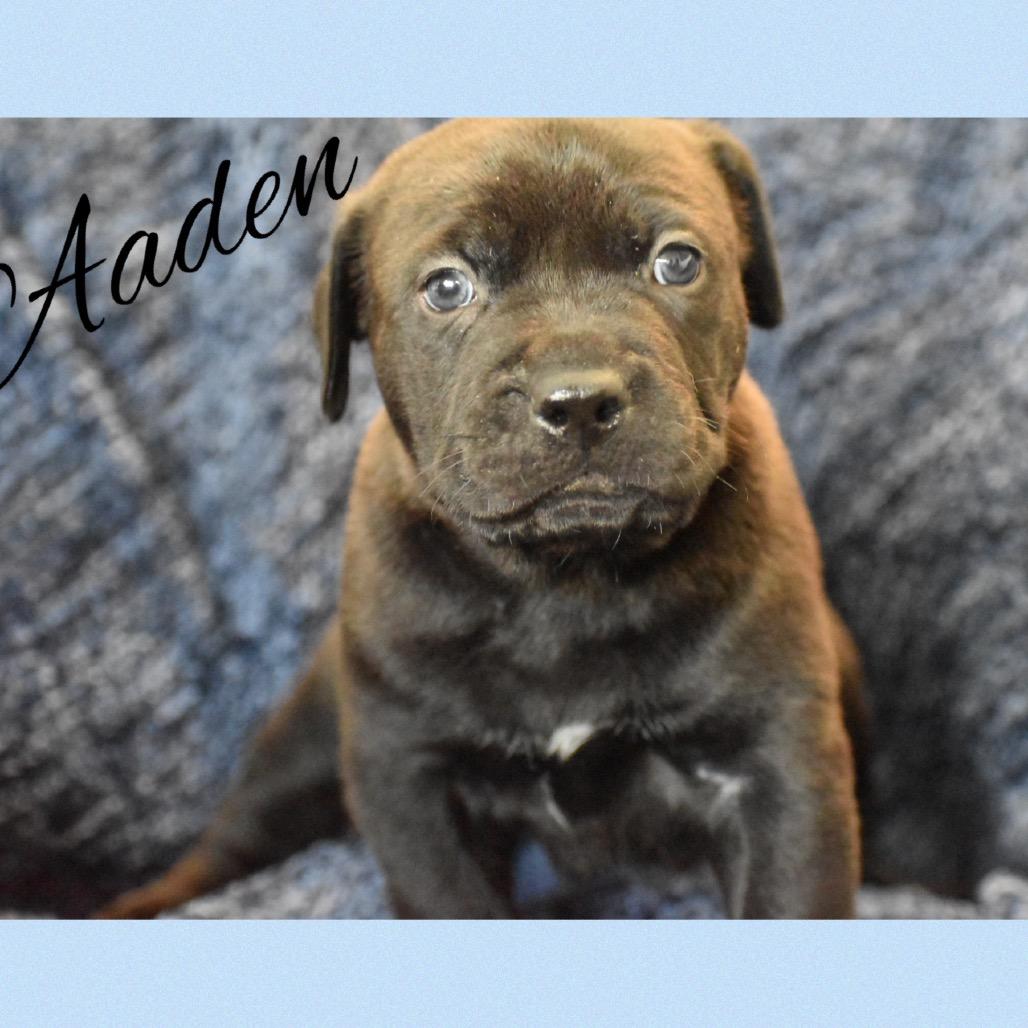 Enlarge Aaden, a Adoptable mixed breed in Phoenix, AZ image 1/4