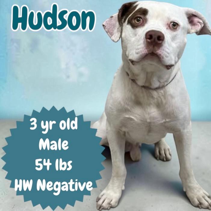 Hudson, Adoptable, Adult Male American Bulldog.
