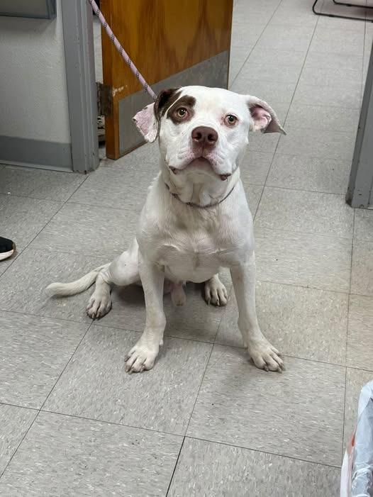 Enlarge Hudson, a Adoptable mixed breed in Sorrento, LA image 2/2