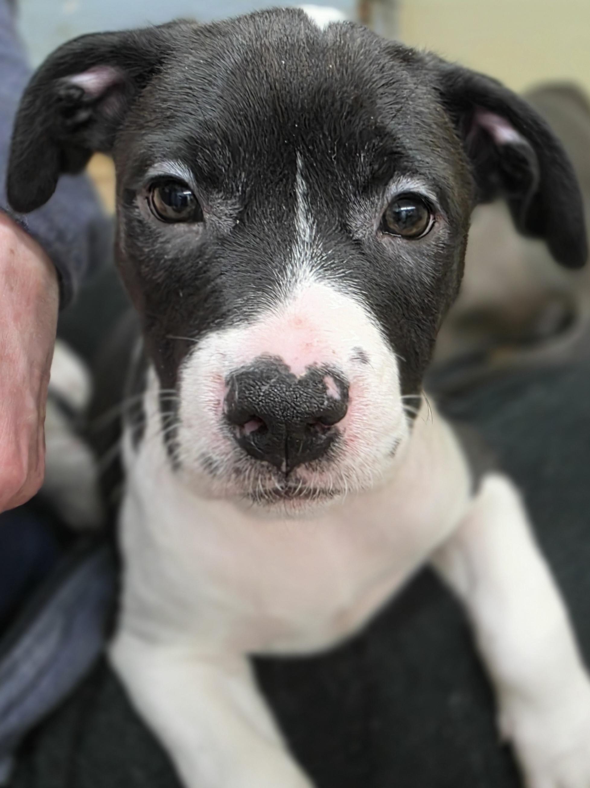 Iris, an adoptable mixed breed in Wayne, NJ image 5/5
