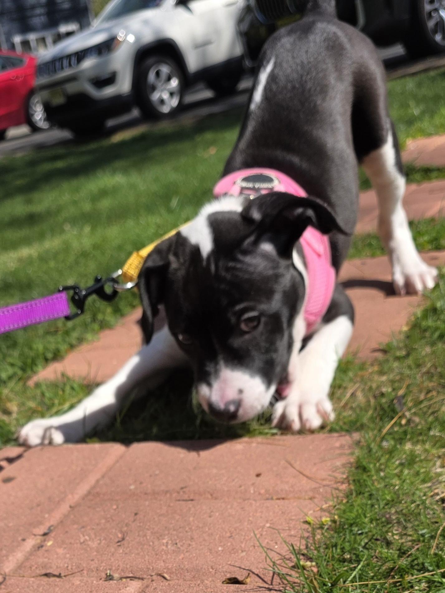 Iris, an adoptable mixed breed in Wayne, NJ image 3/5