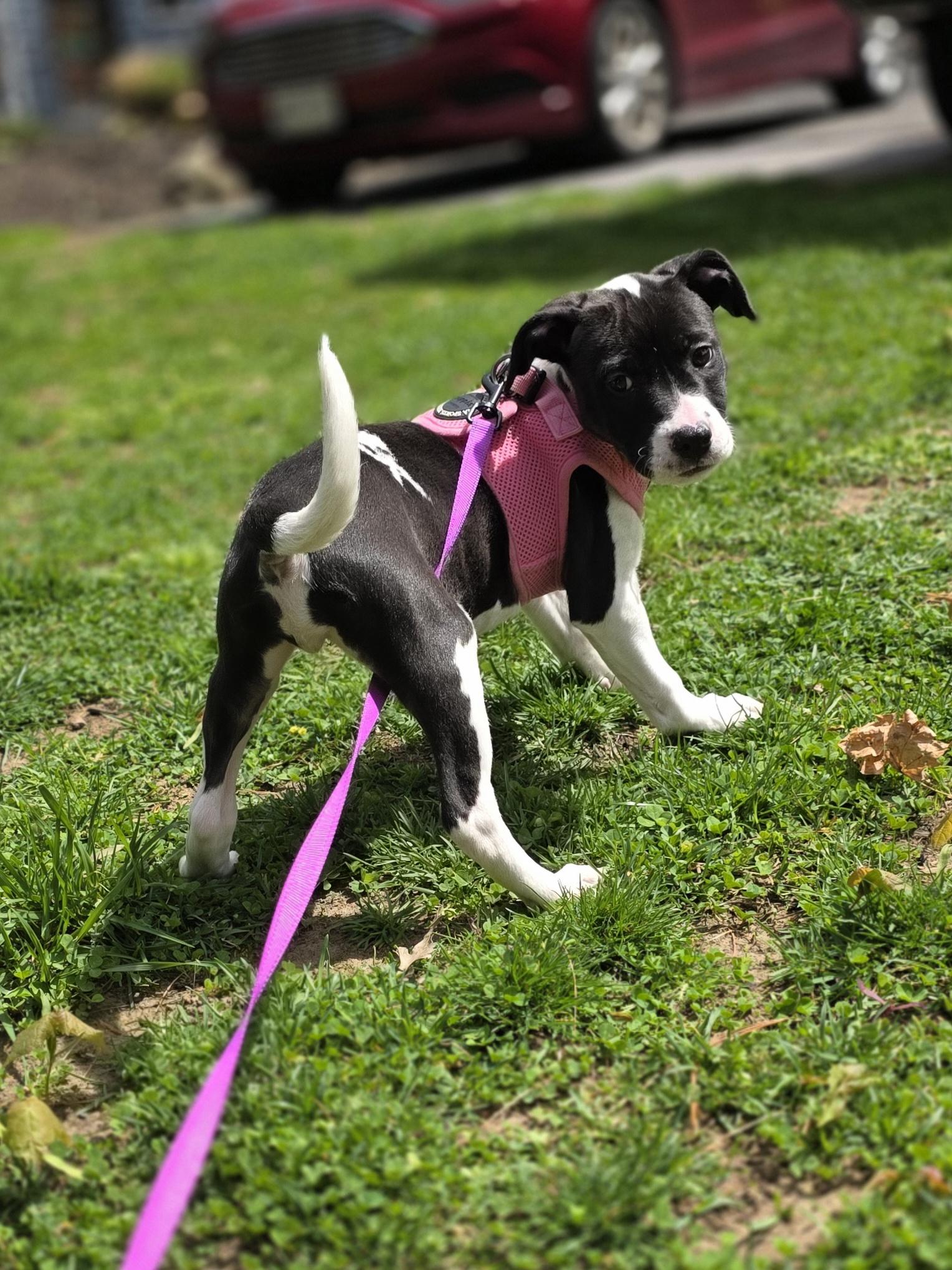Iris, an adoptable mixed breed in Wayne, NJ image 1/5