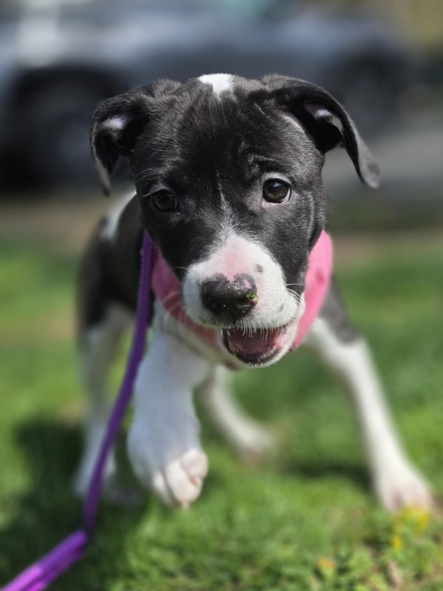 Iris, an adoptable mixed breed in Wayne, NJ image 4/5