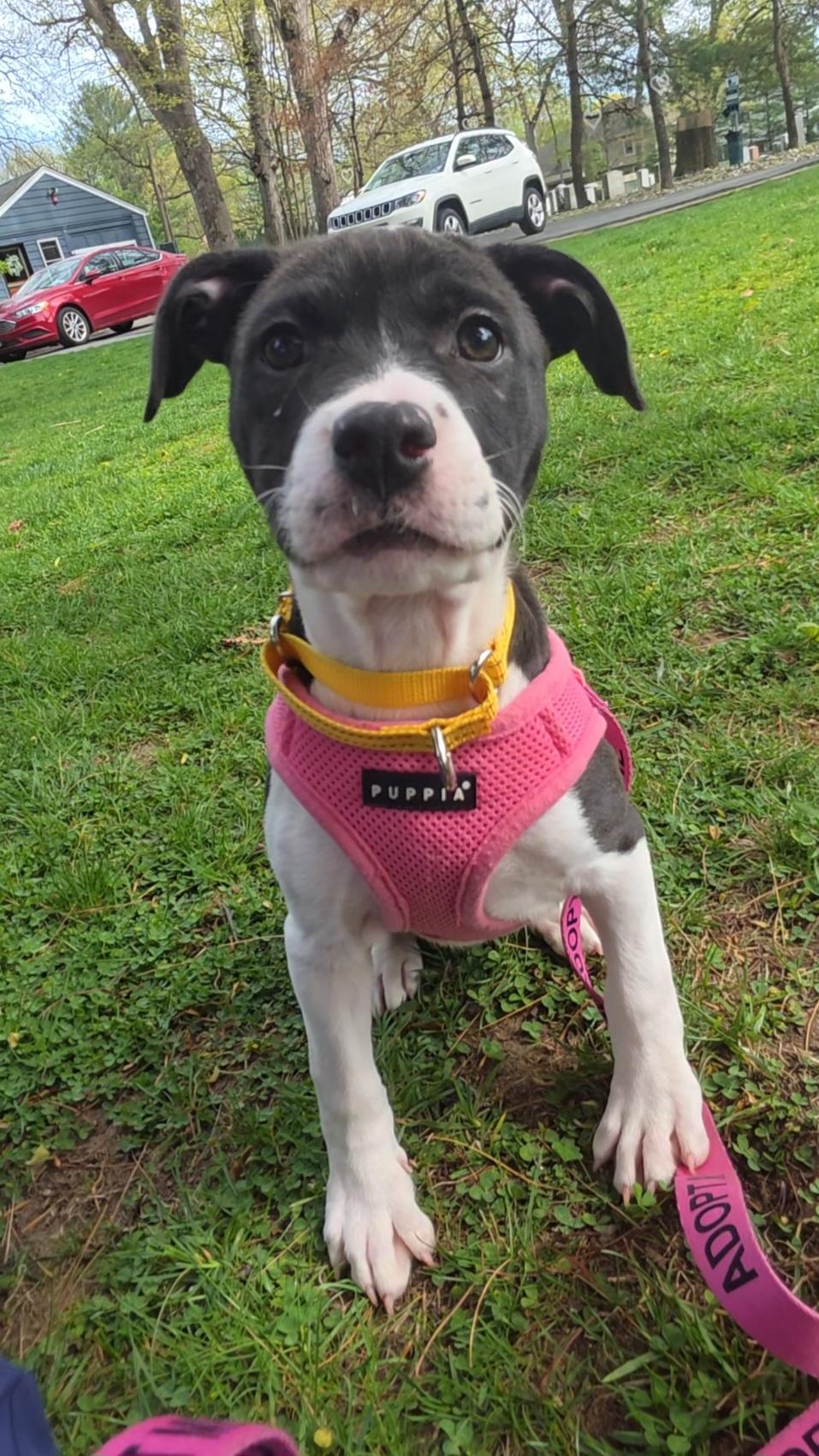 Iris, an adoptable mixed breed in Wayne, NJ image 2/5