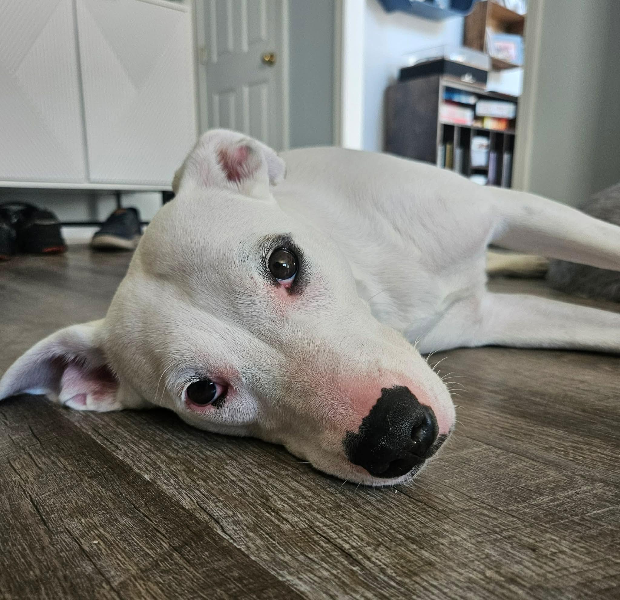 Lunah, ADOPTABLE, Adult Female Terrier.