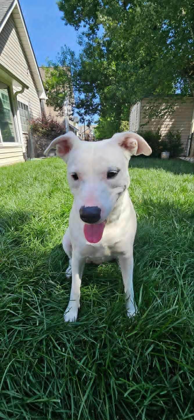 Lunah, a ADOPTABLE mixed breed in Charlotte, NC image 4/6