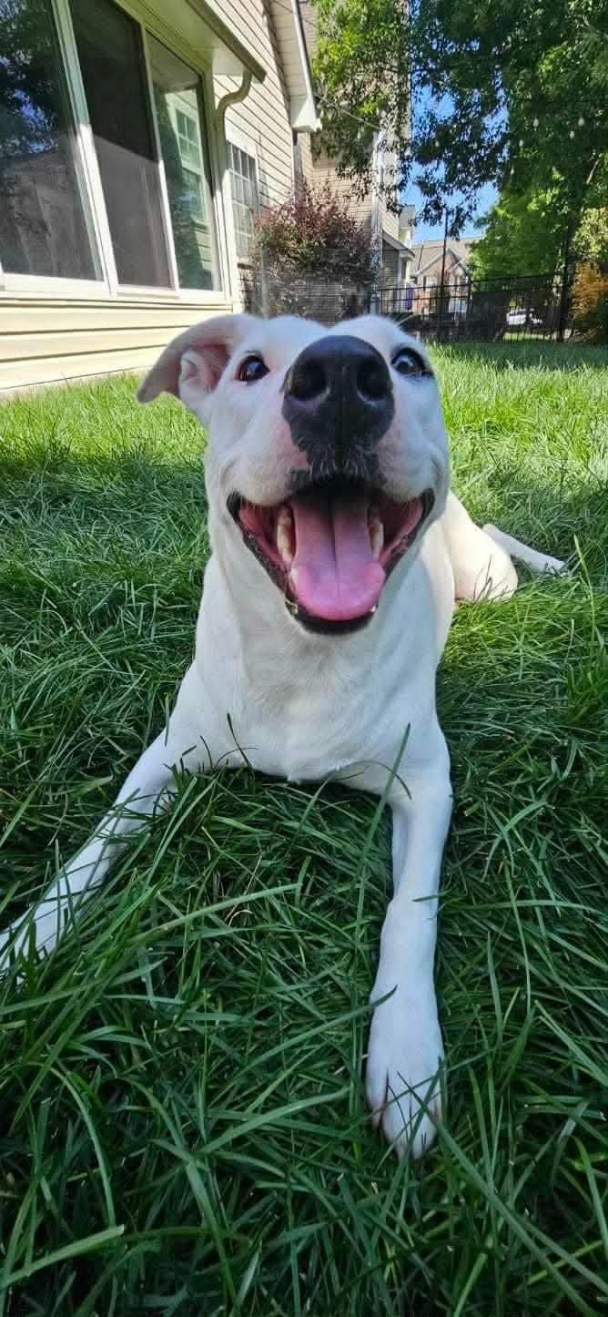 Lunah, a ADOPTABLE mixed breed in Charlotte, NC image 5/6