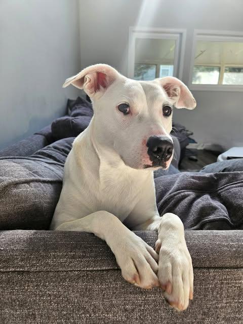 Lunah, Adoptable, Adult Female Pit Bull Terrier & German Shepherd Dog.