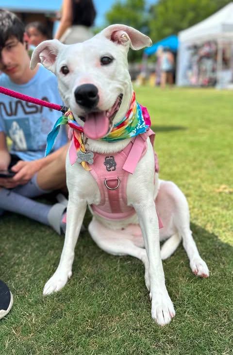 Lunah, a ADOPTABLE mixed breed in Charlotte, NC image 2/6