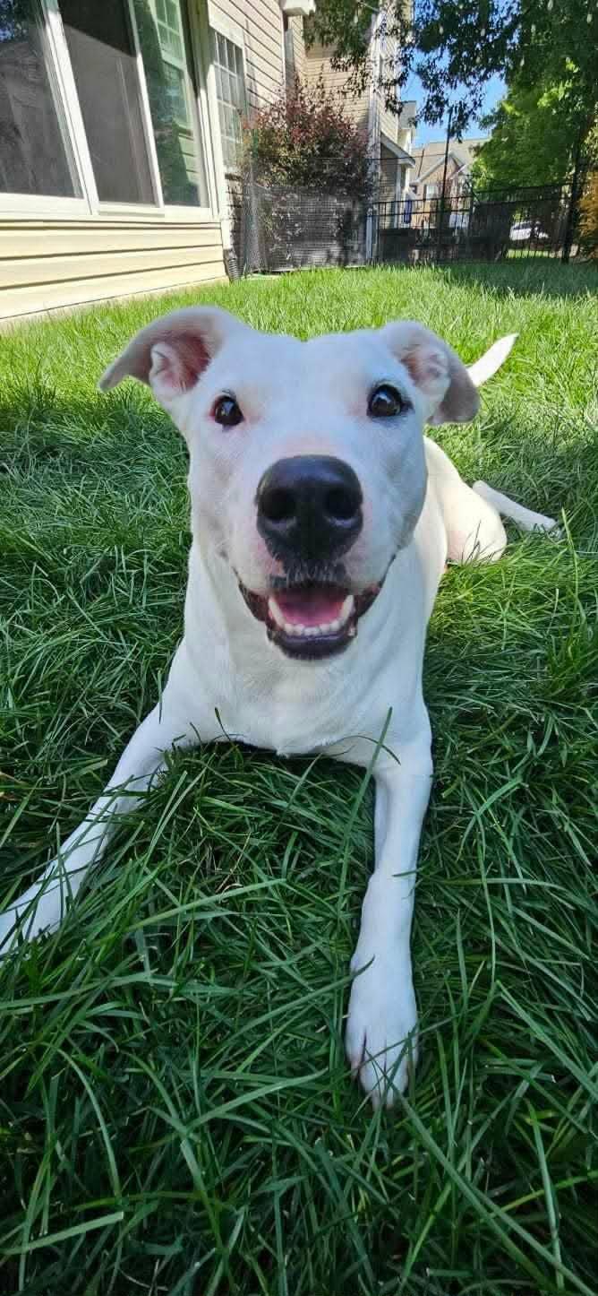 Lunah, a ADOPTABLE mixed breed in Charlotte, NC image 3/6