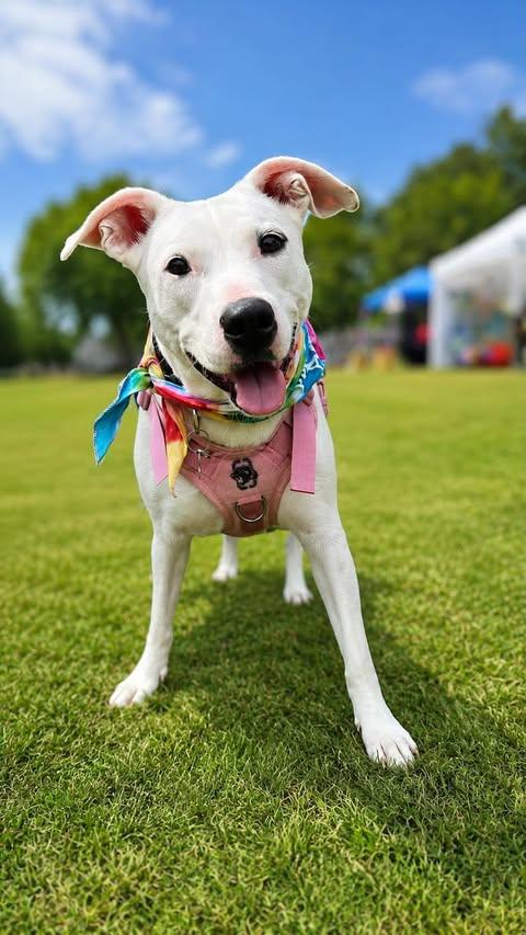 Lunah, a ADOPTABLE mixed breed in Charlotte, NC image 1/6