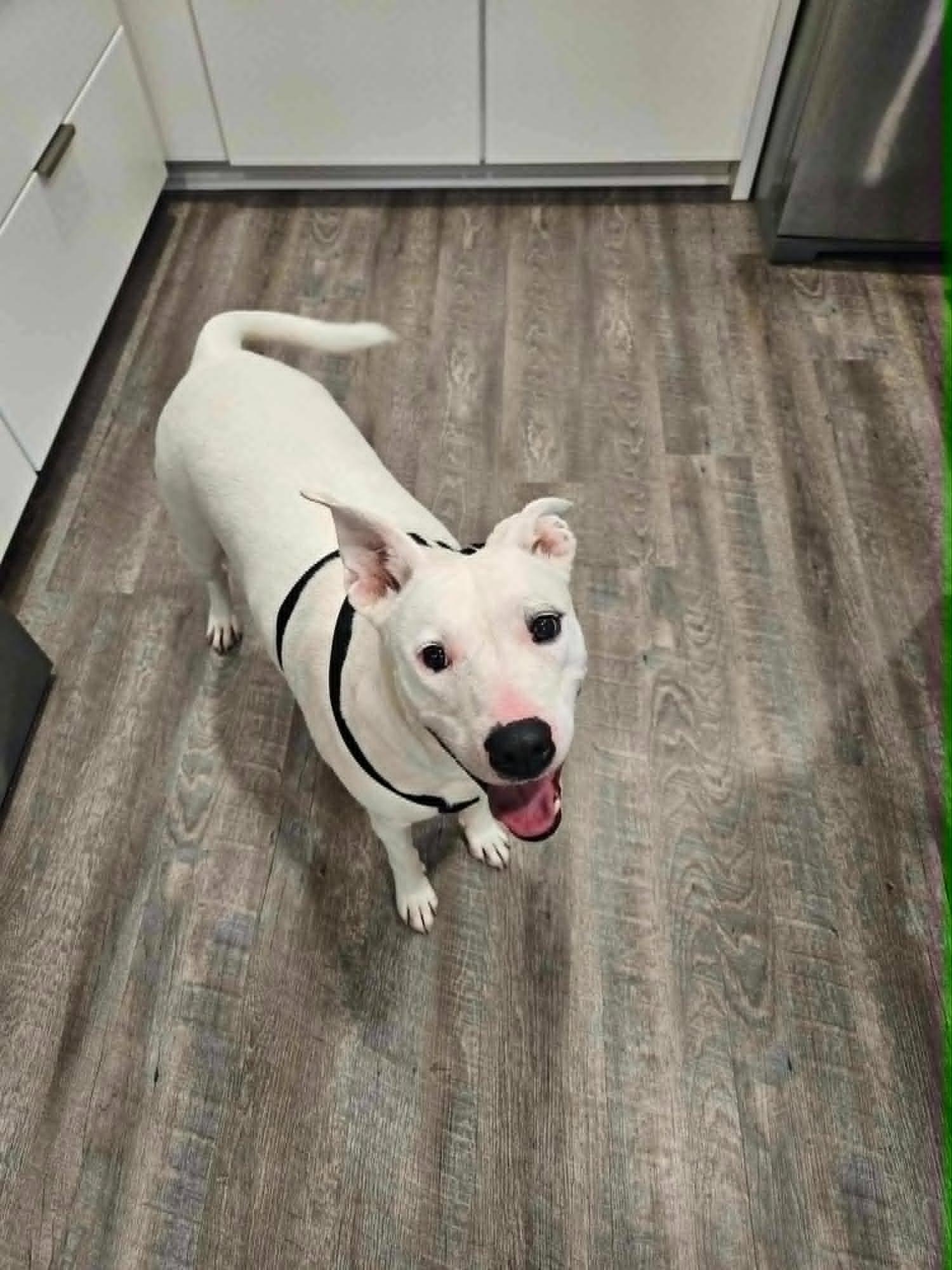 Lunah, a ADOPTABLE mixed breed in Charlotte, NC image 6/6