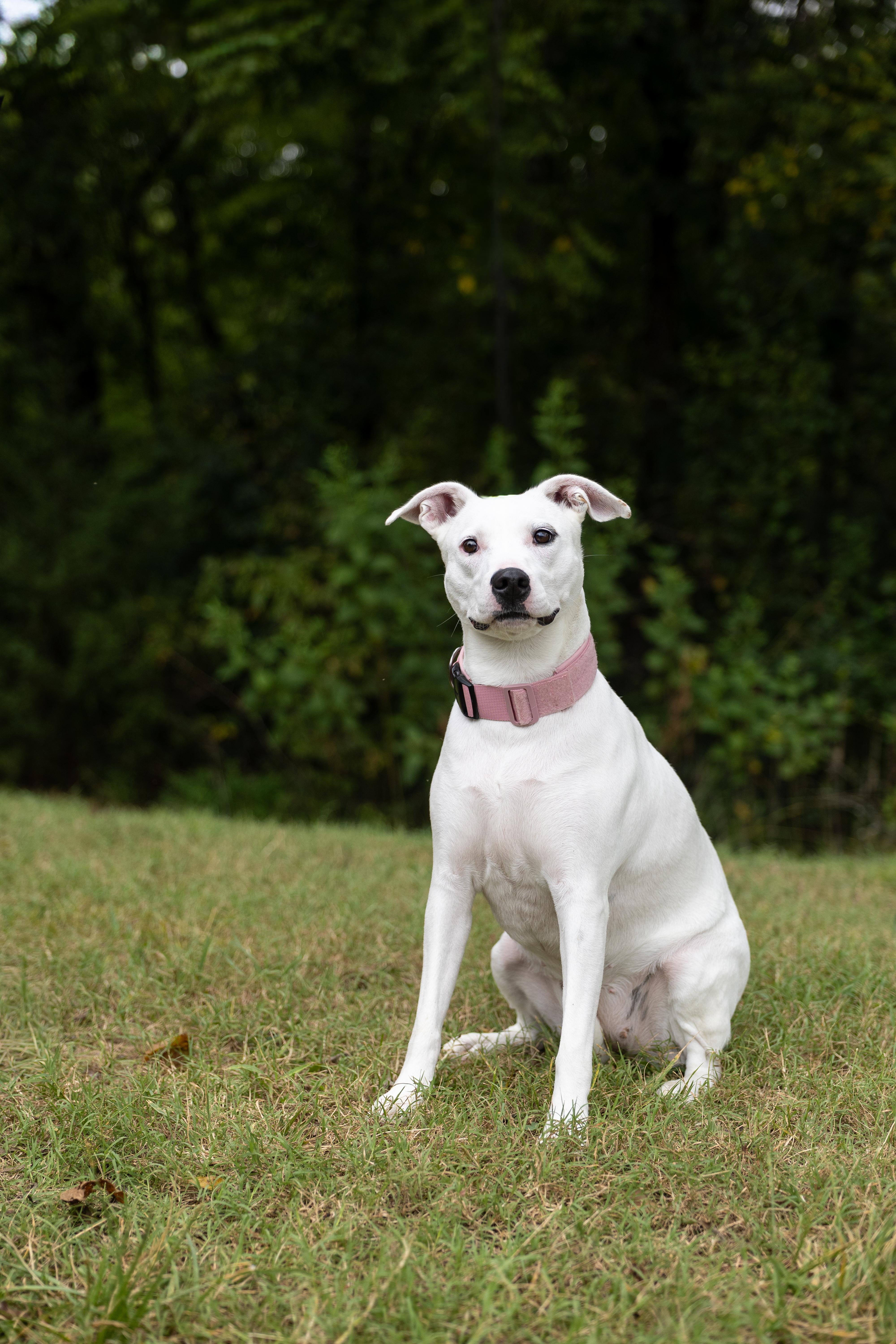 Lunah, ADOPTABLE, Adult Female Pit Bull Terrier & German Shepherd Dog.