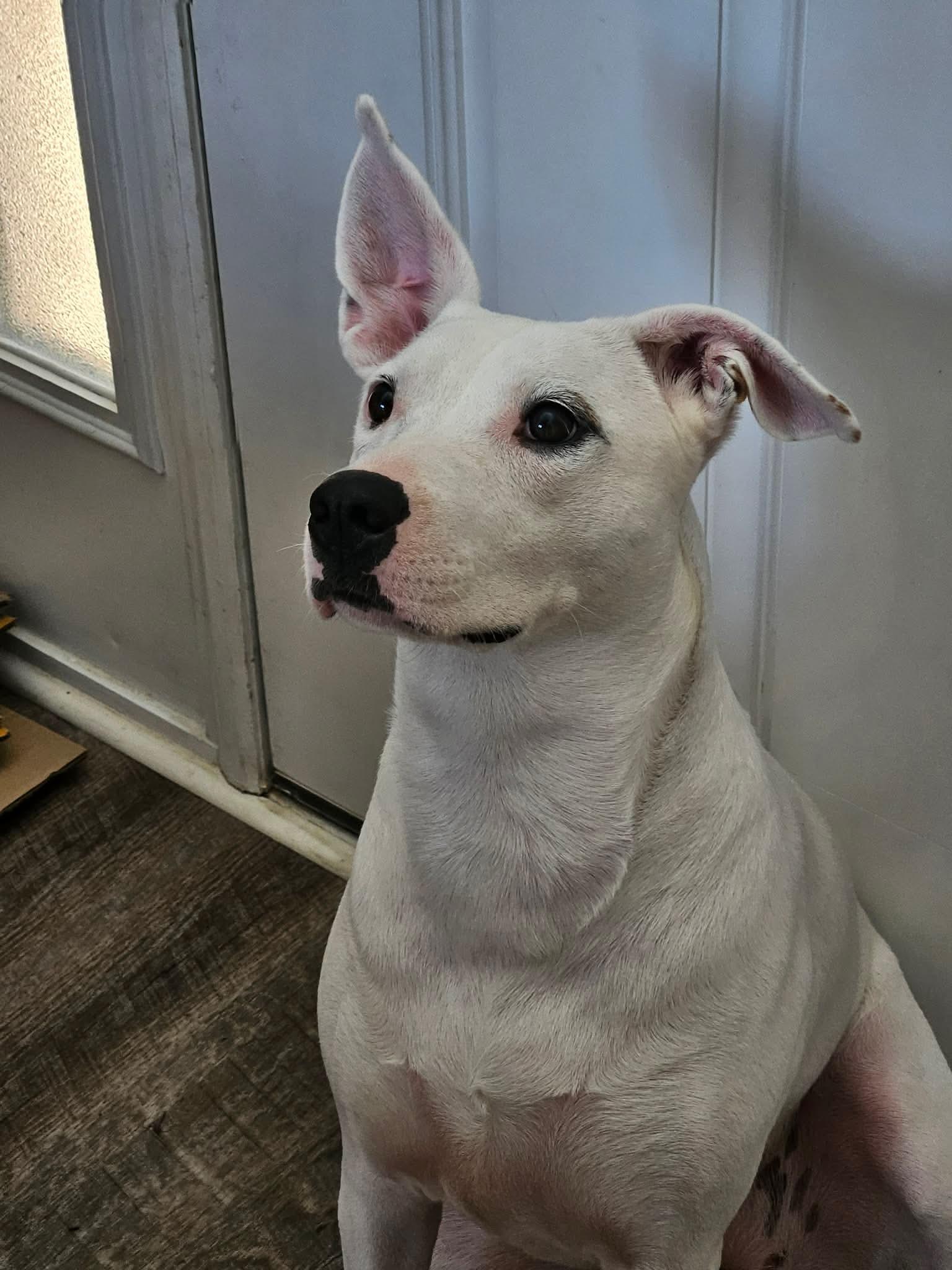 Lunah, a ADOPTABLE mixed breed in Charlotte, NC image 2/6