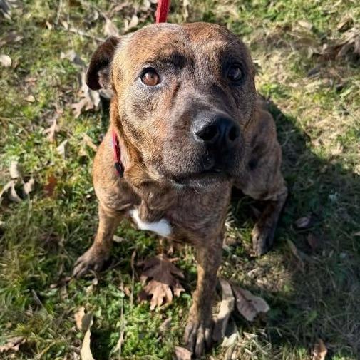 Nimbus, Adoptable, Adult Male Pit Bull Terrier.