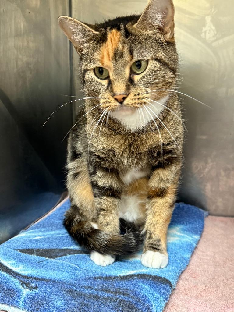 Glory, Adoptable, Young Female Domestic Short Hair.
