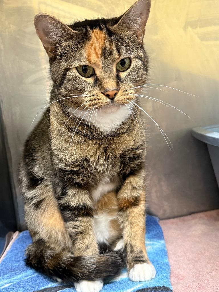 Enlarge Glory, a Adoptable mixed breed in Syracuse, IN image 2/2