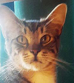 Tiki, Adoptable, Young Female Domestic Short Hair.