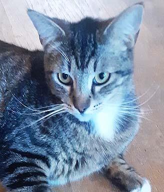 Tiki, Adoptable, Adult Female Domestic Short Hair.