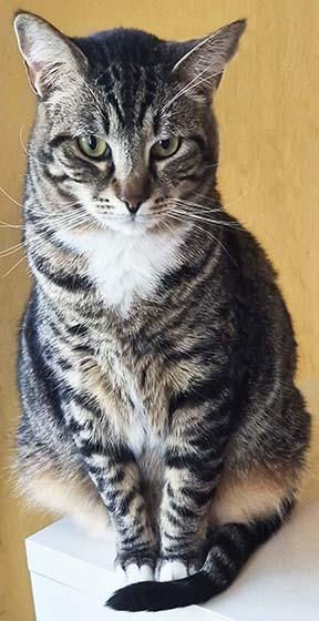 Enlarge Tiki, a Adoptable Domestic Short Hair in Tiburon, CA image 2/3