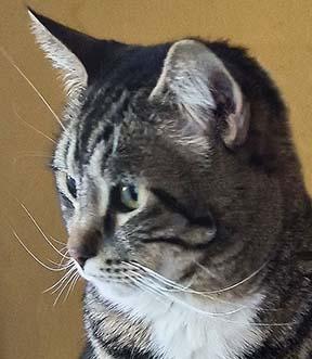 Tiki, Adoptable, Young Female Domestic Short Hair.
