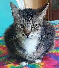 Tiki, a Adoptable Domestic Short Hair in Tiburon, CA image 3/3